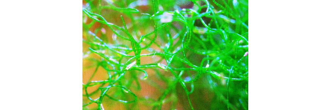 Chaeto