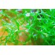 Macro Algae