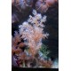 Corals