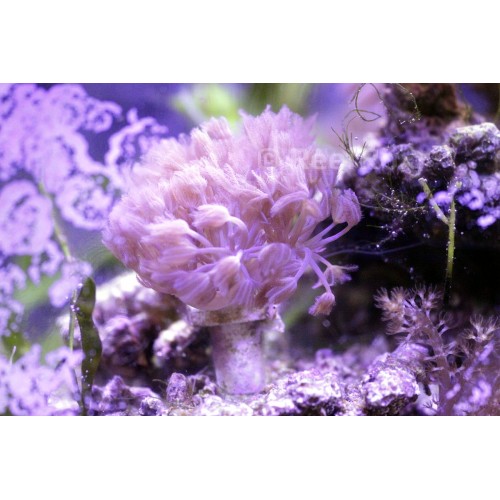 xenia pulsing coral
