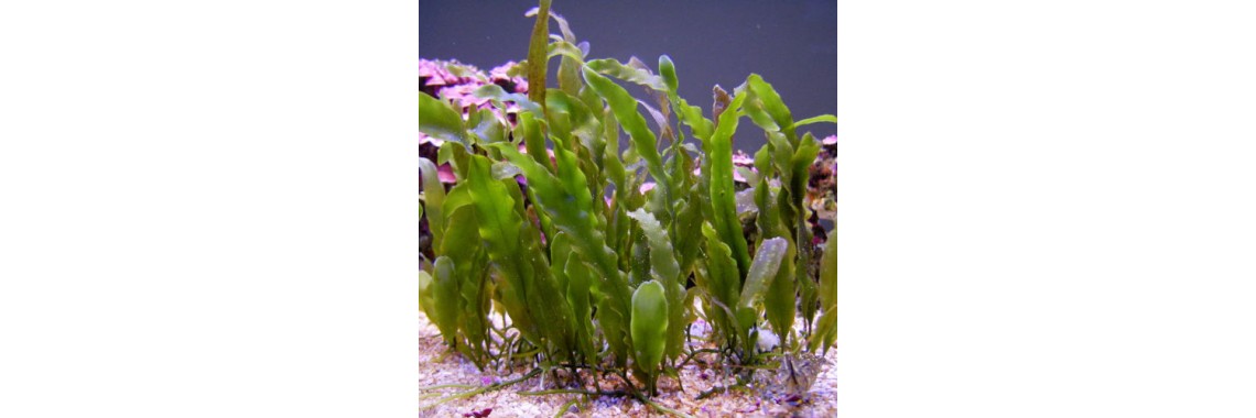 Caulerpa Prolifera