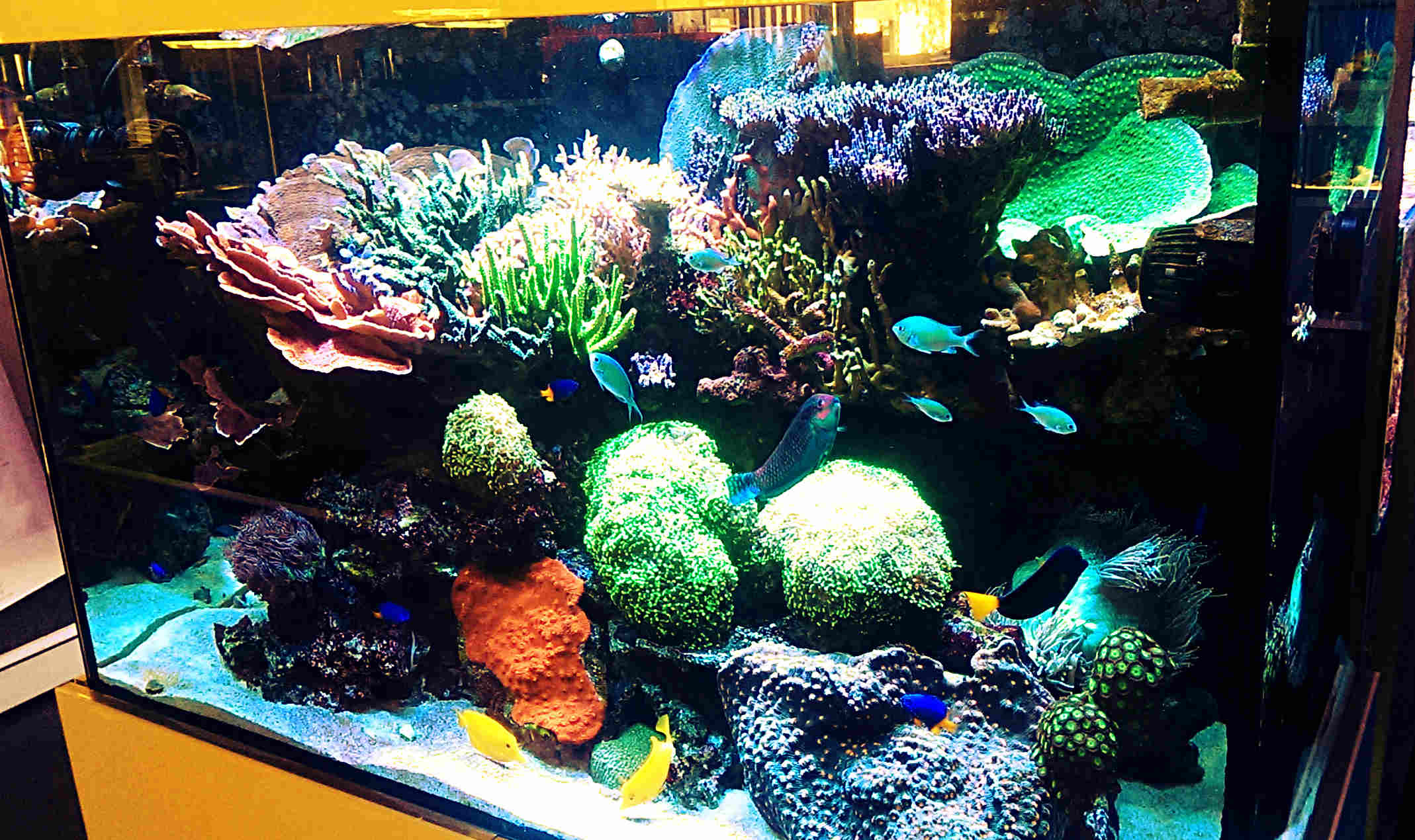 Coral reef aquarium with synthetic live rock