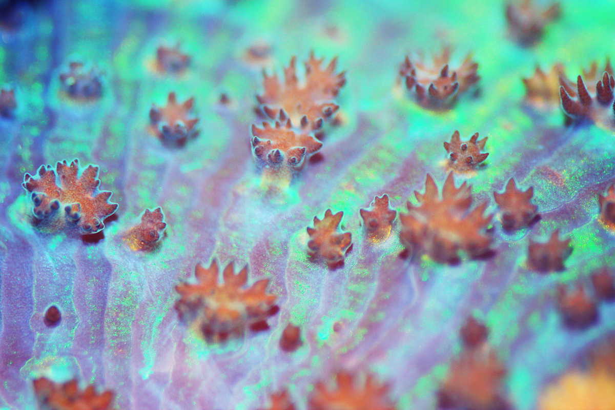 Macro or close up photo of a Rhodactis inchoata mushroom coral
