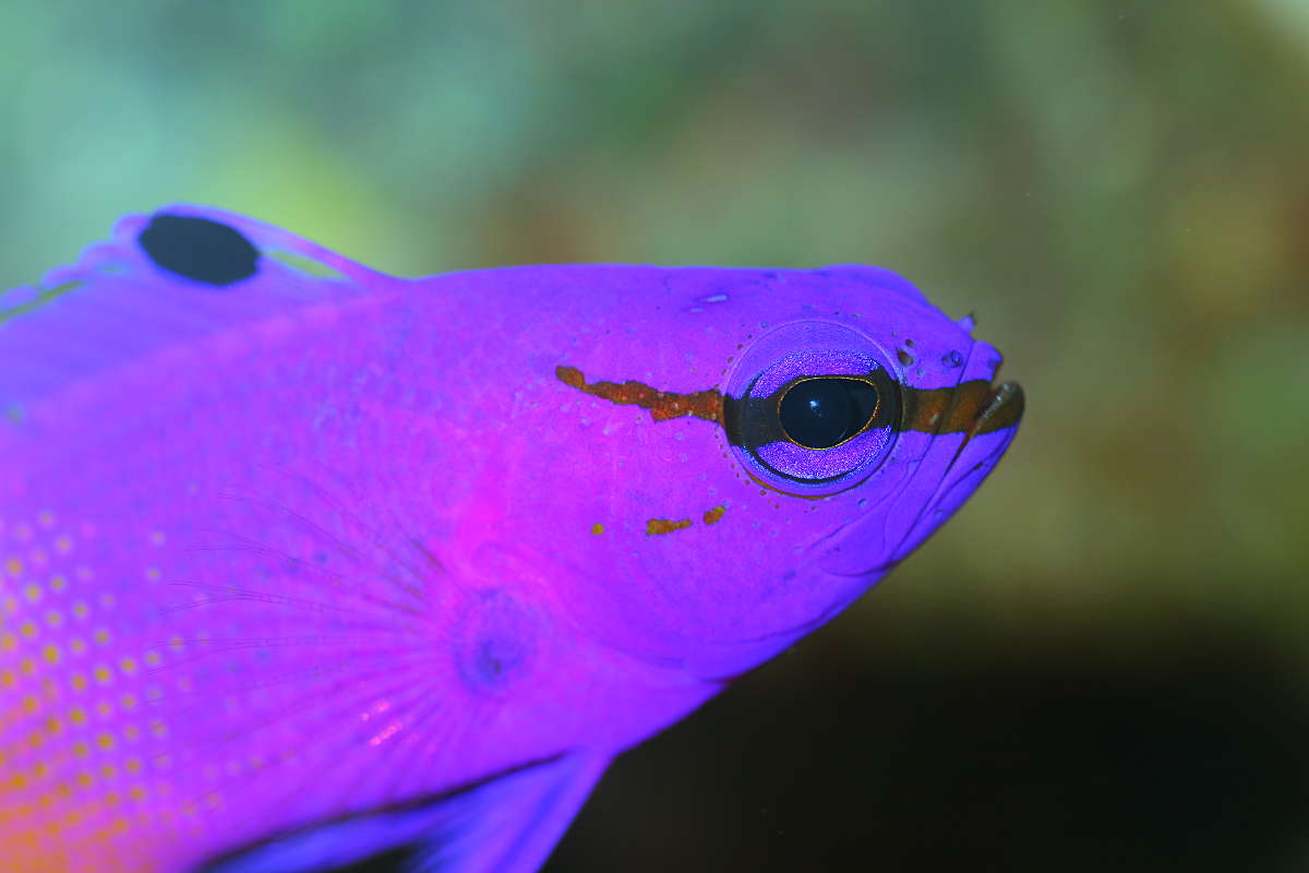 A Royal Gramma reef fish in the marine aquarium